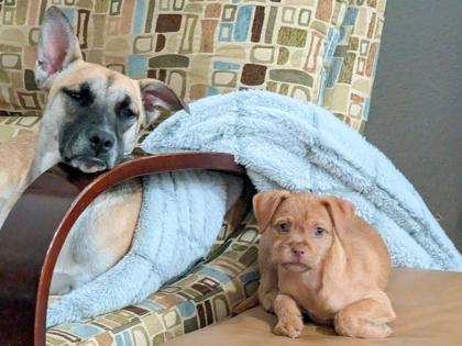 Cinnamon, a Adoptable mixed breed in San Antonio, TX image 1/3