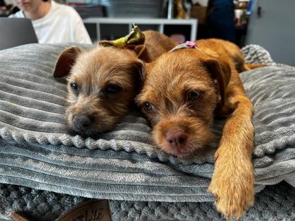 Cinnamon, Adoptable, Puppy Female Fox Terrier & Chihuahua.