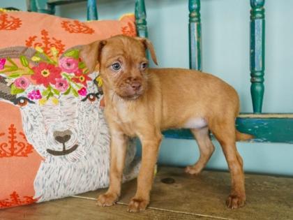 Cinnamon, a Adoptable mixed breed in San Antonio, TX image 2/3