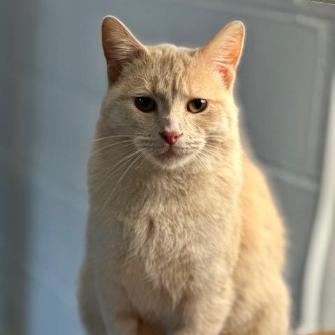 Enlarge Flora, a Adoptable Domestic Short Hair in Menasha, WI image 4/5