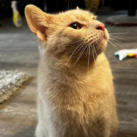 Enlarge Flora, a Adoptable Domestic Short Hair in Menasha, WI image 2/5