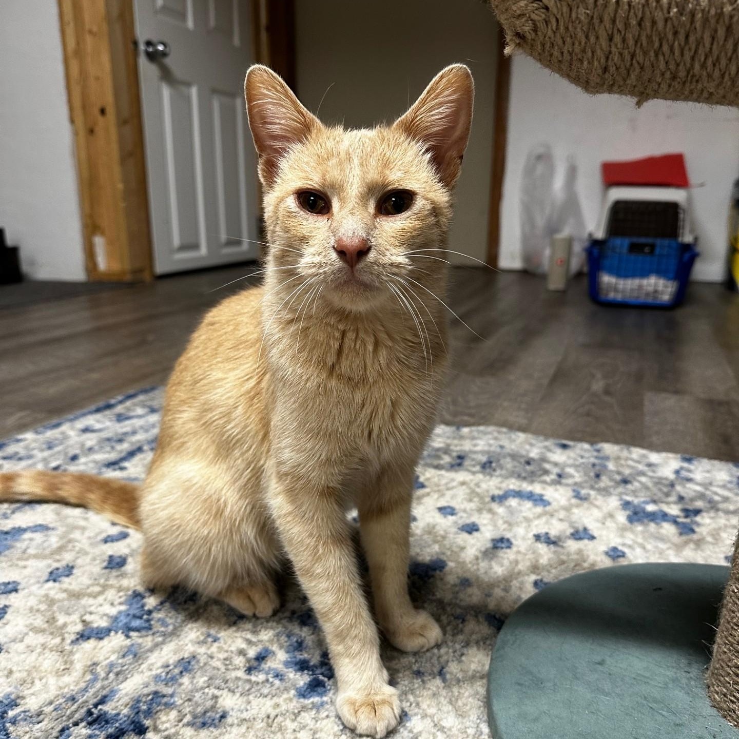 Enlarge Flora, a Adoptable Domestic Short Hair in Menasha, WI image 3/5