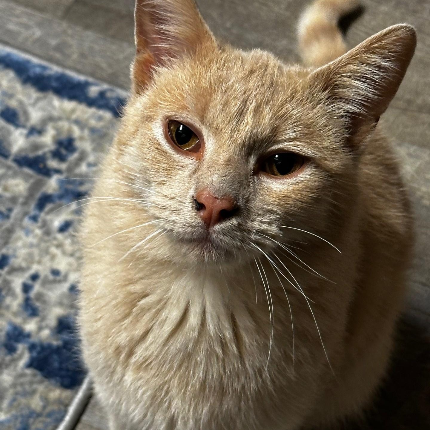 Enlarge Flora, a Adoptable Domestic Short Hair in Menasha, WI image 5/5