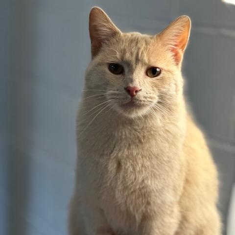 Flora, Adoptable, Adult Female Domestic Short Hair.