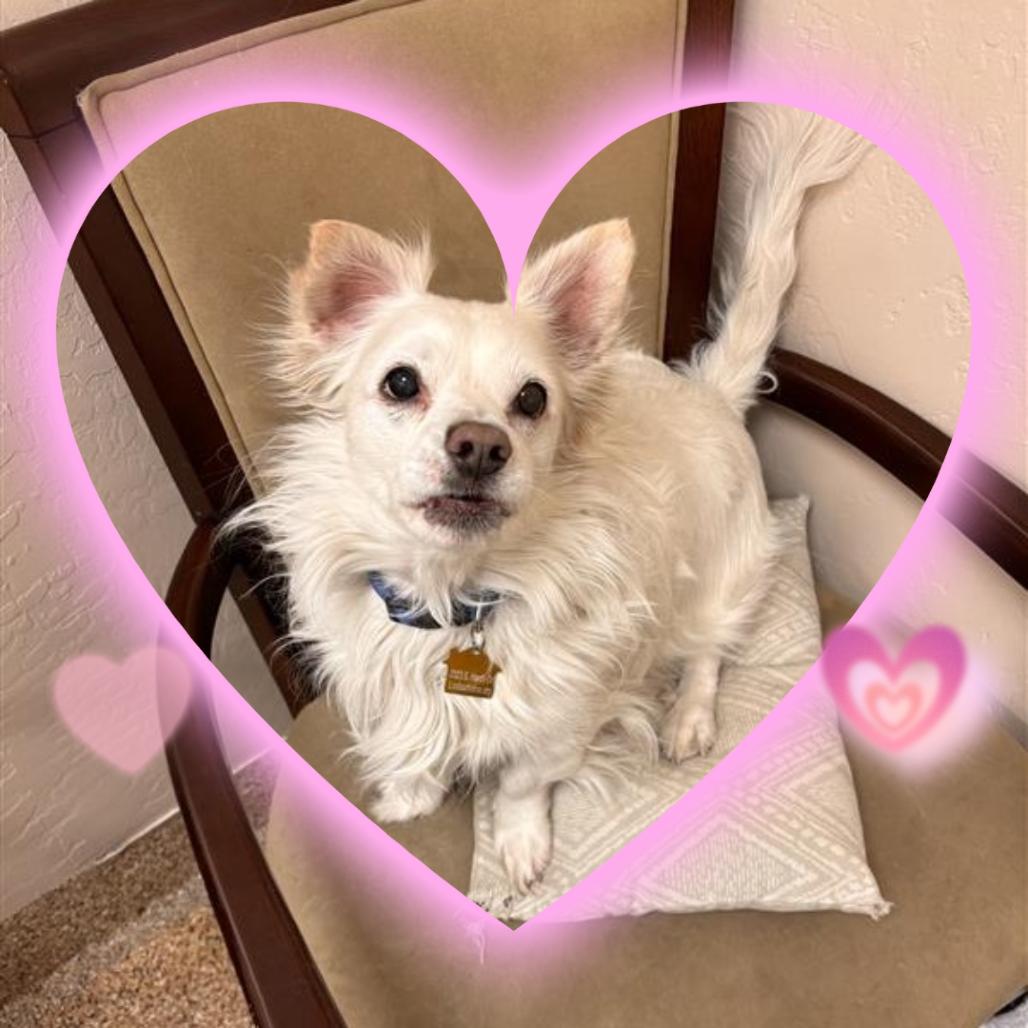 Enlarge Snowball, a Adoptable mixed breed in Tempe, AZ image 2/6