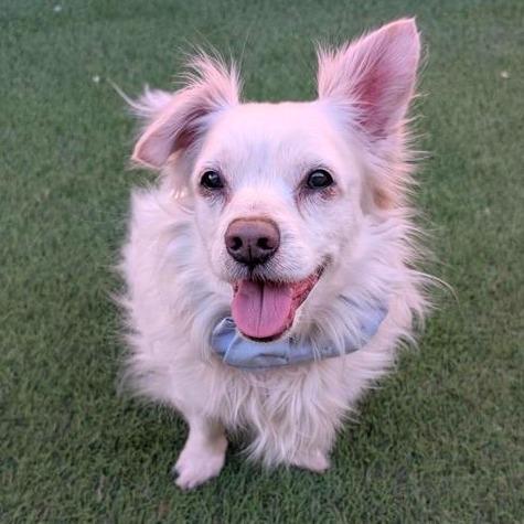 Snowball, a Adoptable mixed breed in Tempe, AZ image 2/6