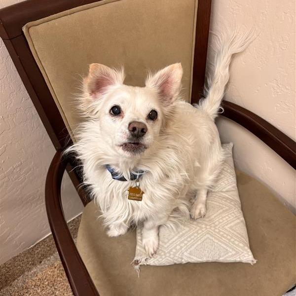 Enlarge Snowball, a Adoptable mixed breed in Tempe, AZ image 2/6