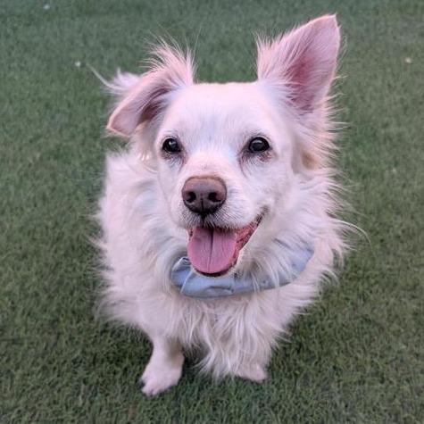 Enlarge Snowball, a Adoptable mixed breed in Tempe, AZ image 2/6