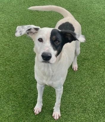 Enlarge Molly, an adopted Mixed Breed in Saratoga Springs, NY image 1/2