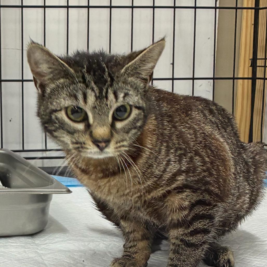 Enlarge Stormy, a Adoptable mixed breed in Hattiesburg, MS image 1/1