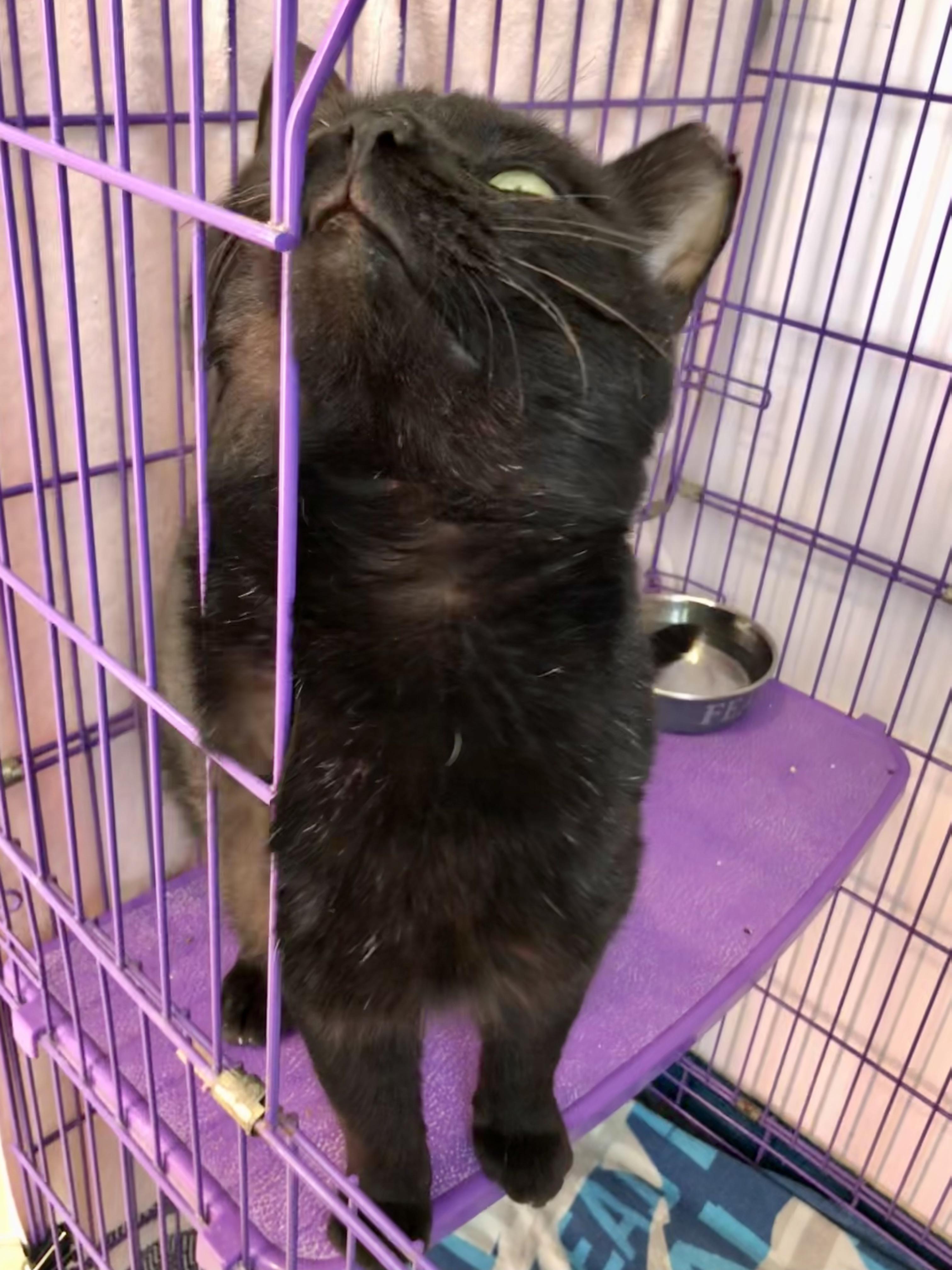 Enlarge Hunka Hunka Burnin' Love , a ADOPTABLE Domestic Short Hair in Salisbury, MA image 2/5