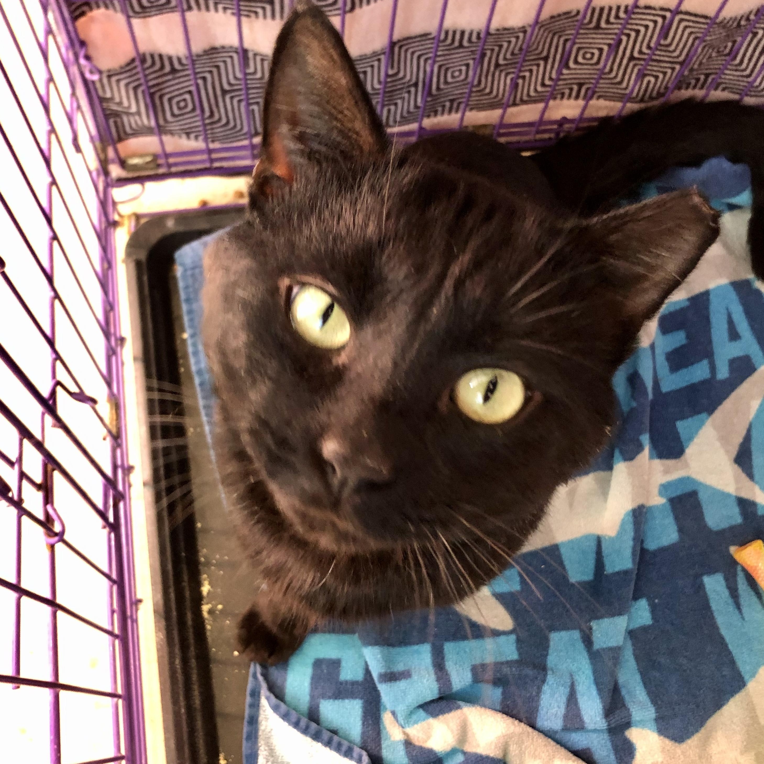 Enlarge Hunka Hunka Burnin' Love , a ADOPTABLE Domestic Short Hair in Salisbury, MA image 3/5