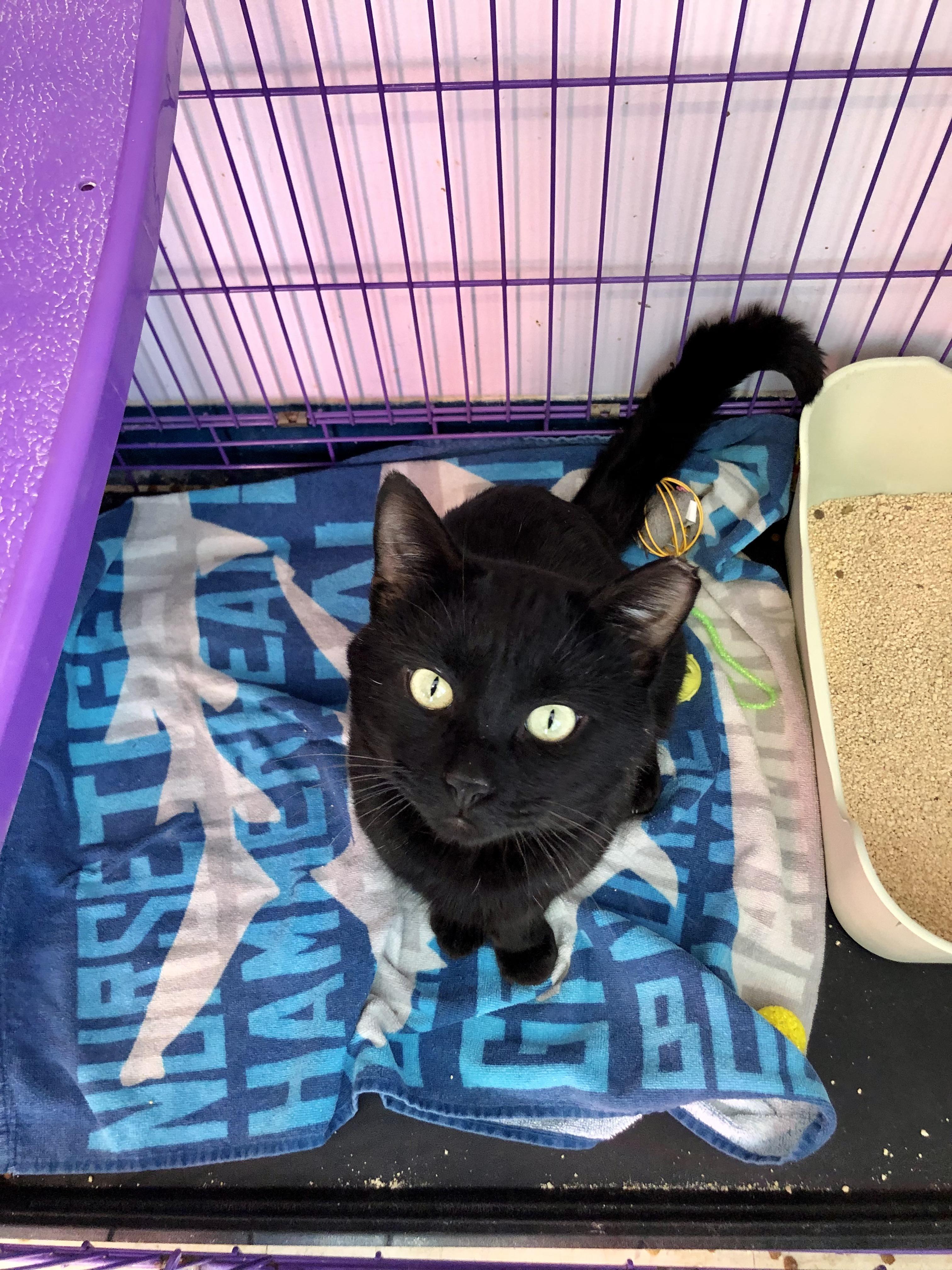 Enlarge Hunka Hunka Burnin' Love , a ADOPTABLE Domestic Short Hair in Salisbury, MA image 5/5