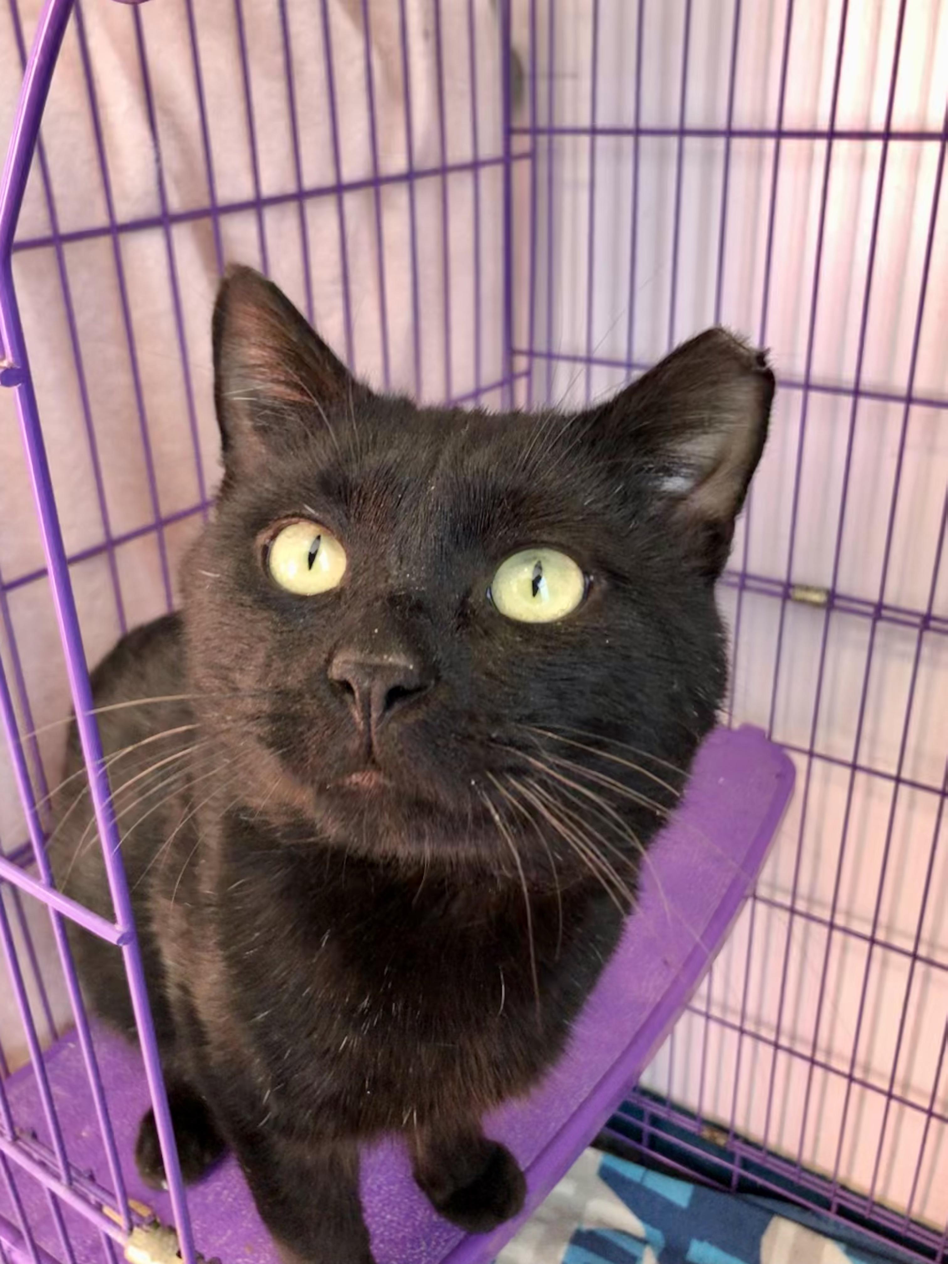 Hunka Hunka Burnin' Love , ADOPTABLE, Adult Male Domestic Short Hair.