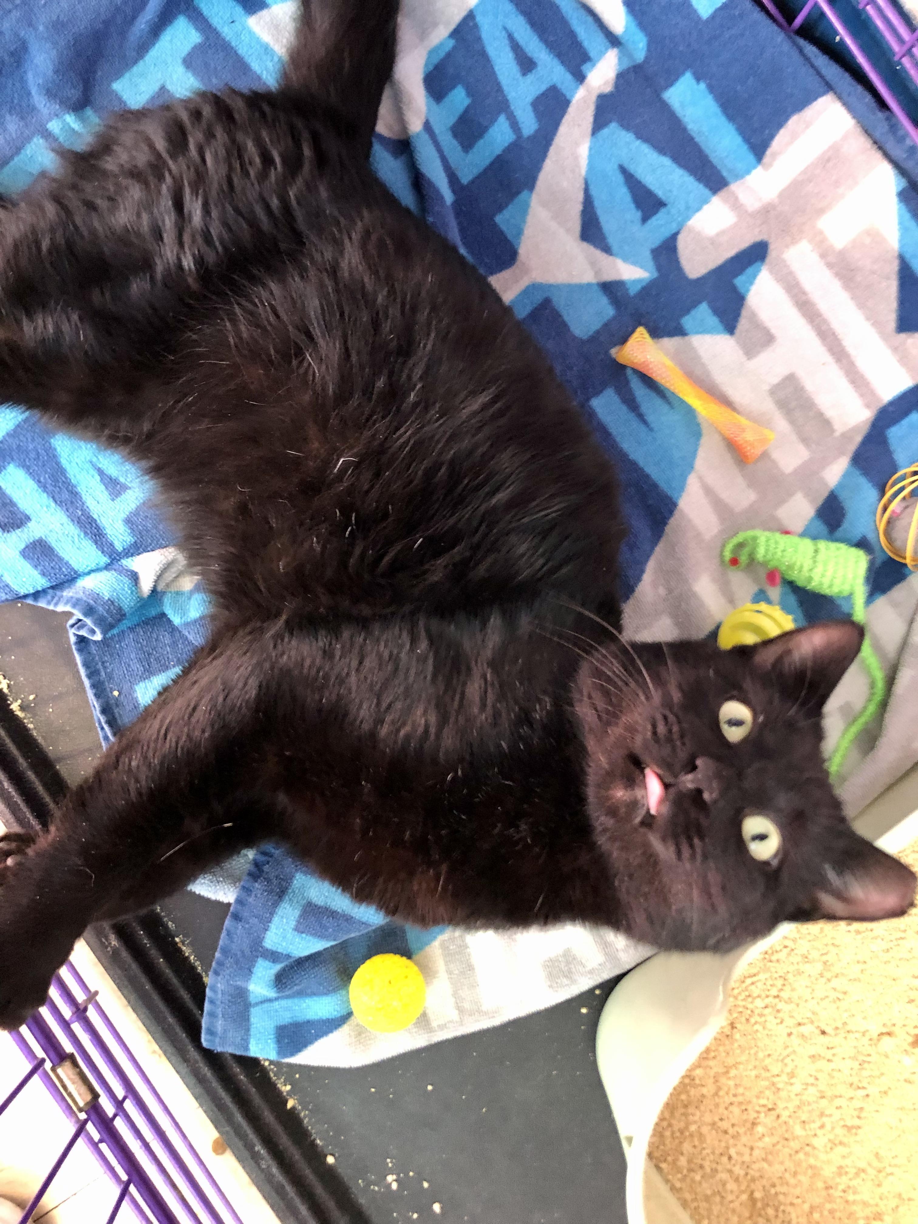 Enlarge Hunka Hunka Burnin' Love , a ADOPTABLE Domestic Short Hair in Salisbury, MA image 4/5