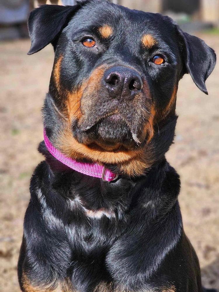 Enlarge Abby, a Adoptable Rottweiler in Cary, NC image 1/3