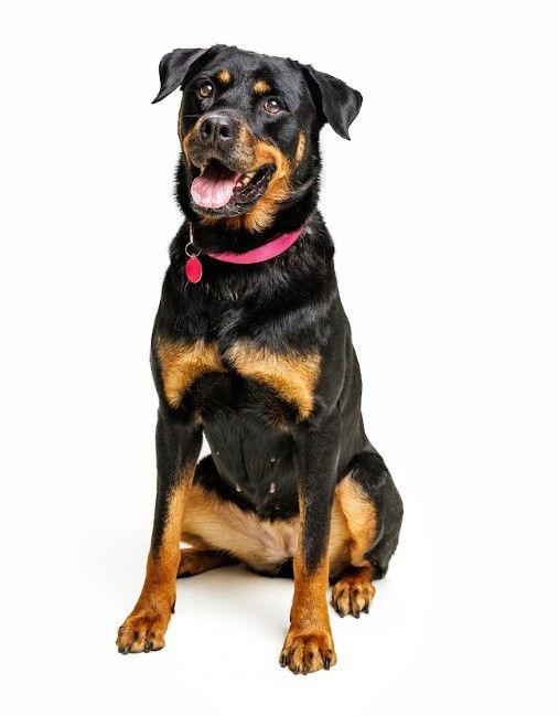 Enlarge Abby, a Adoptable Rottweiler in Cary, NC image 2/3