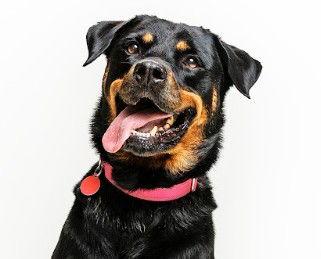 Enlarge Abby, a Adoptable Rottweiler in Cary, NC image 3/3