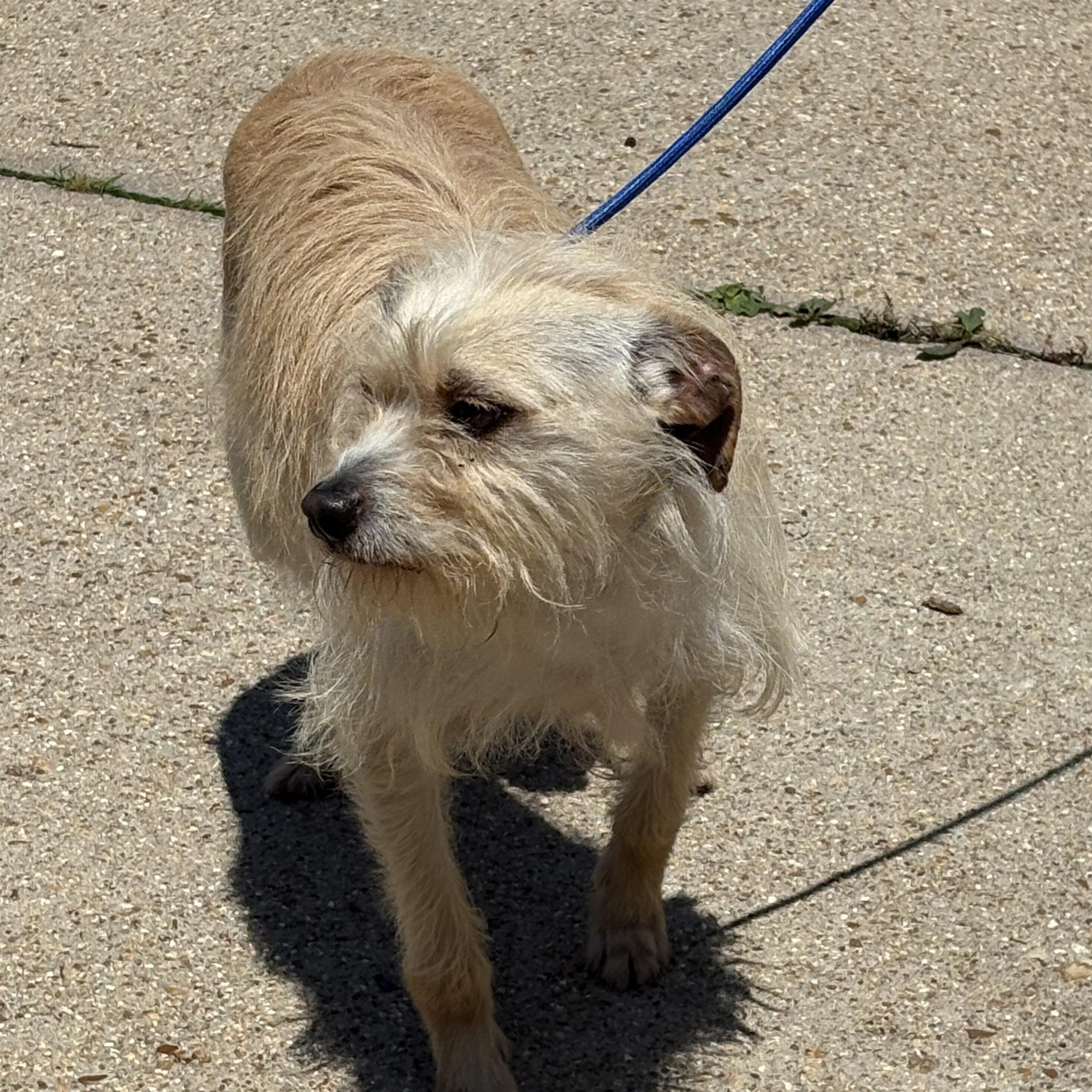 Johnny, Adult Male Terrier