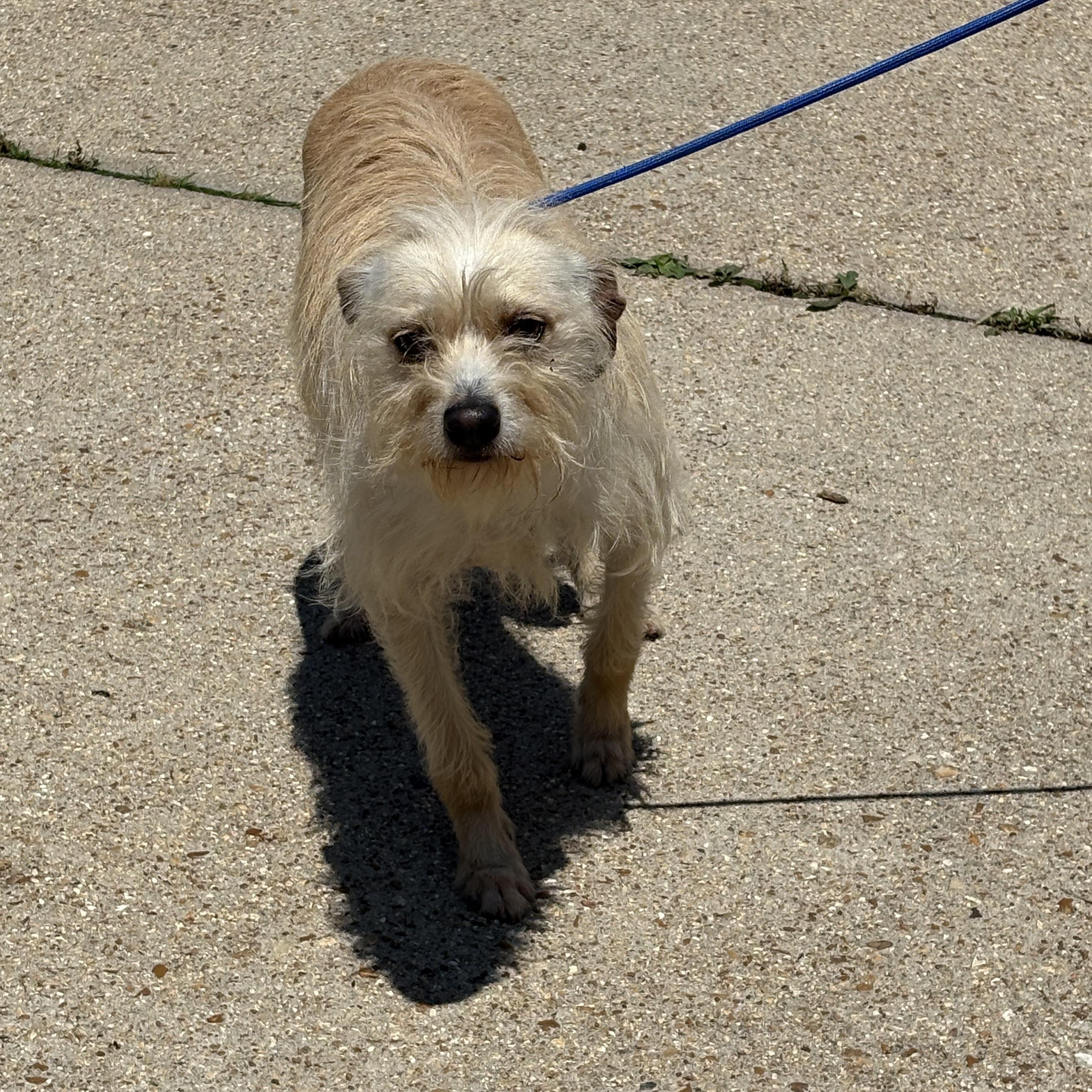 Johnny, a Adoptable Terrier in Lonedell, MO image 2/6