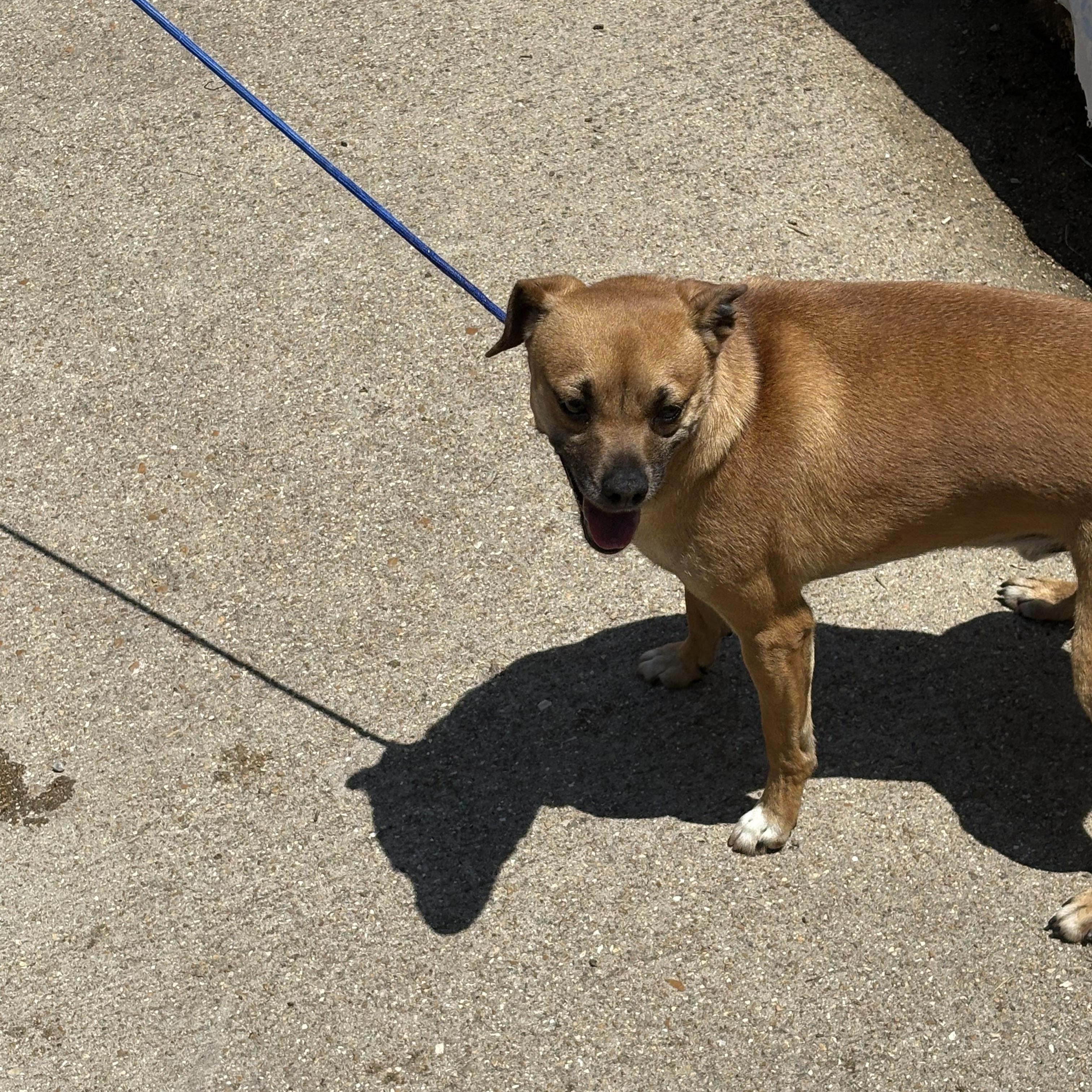 Johnny, a Adoptable Terrier in Lonedell, MO image 3/6
