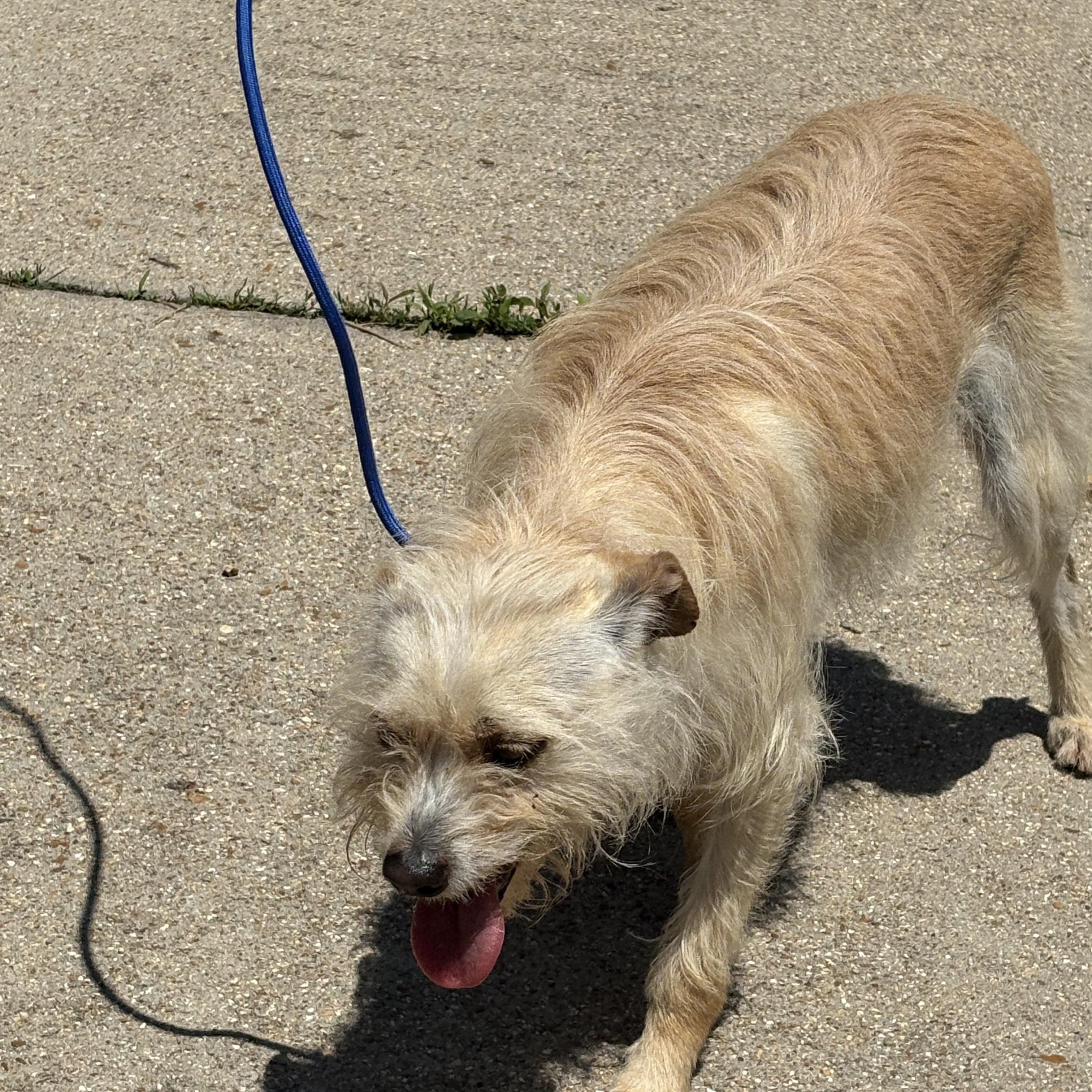 Johnny, a Adoptable Terrier in Lonedell, MO image 4/6