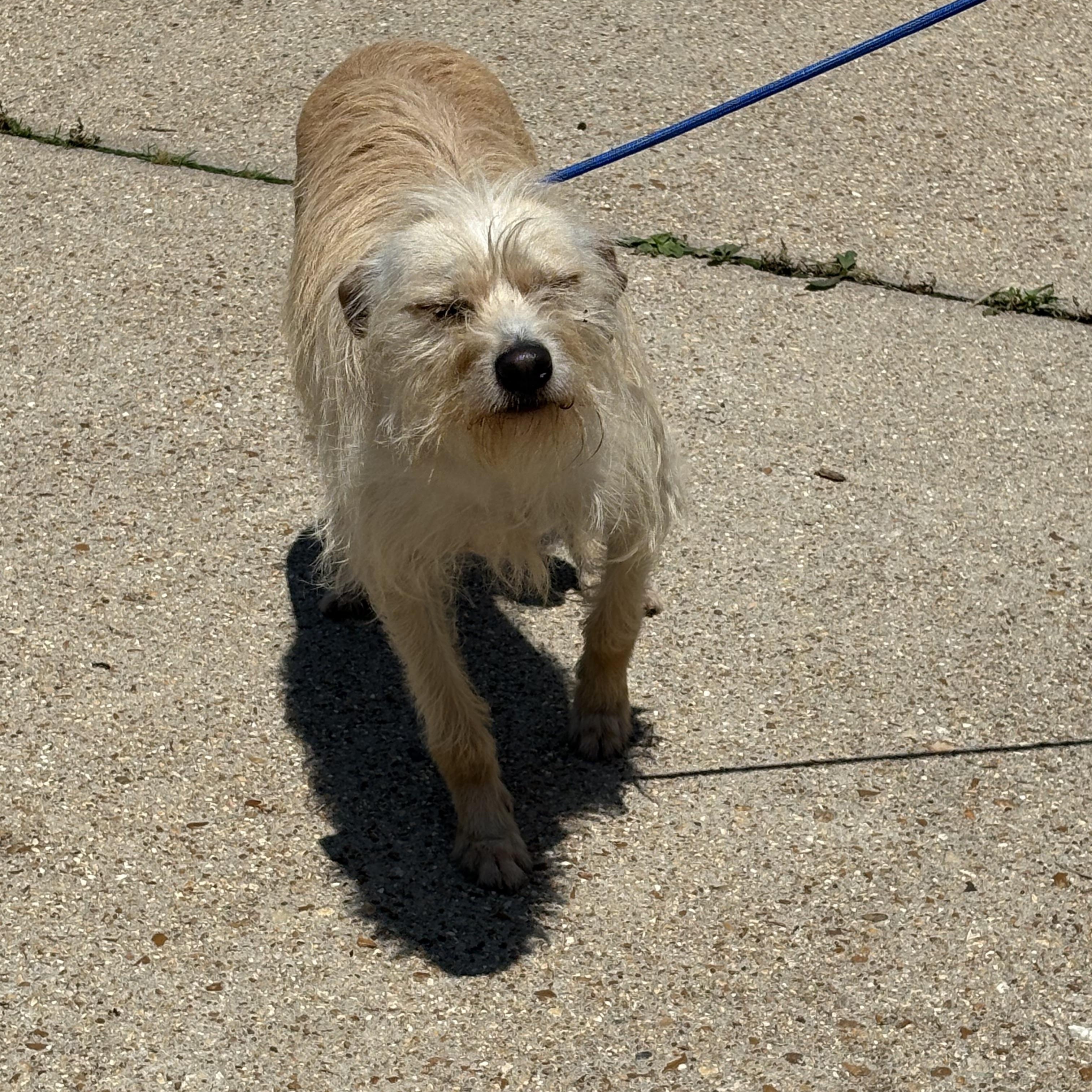 Johnny, a Adoptable Terrier in Lonedell, MO image 5/6