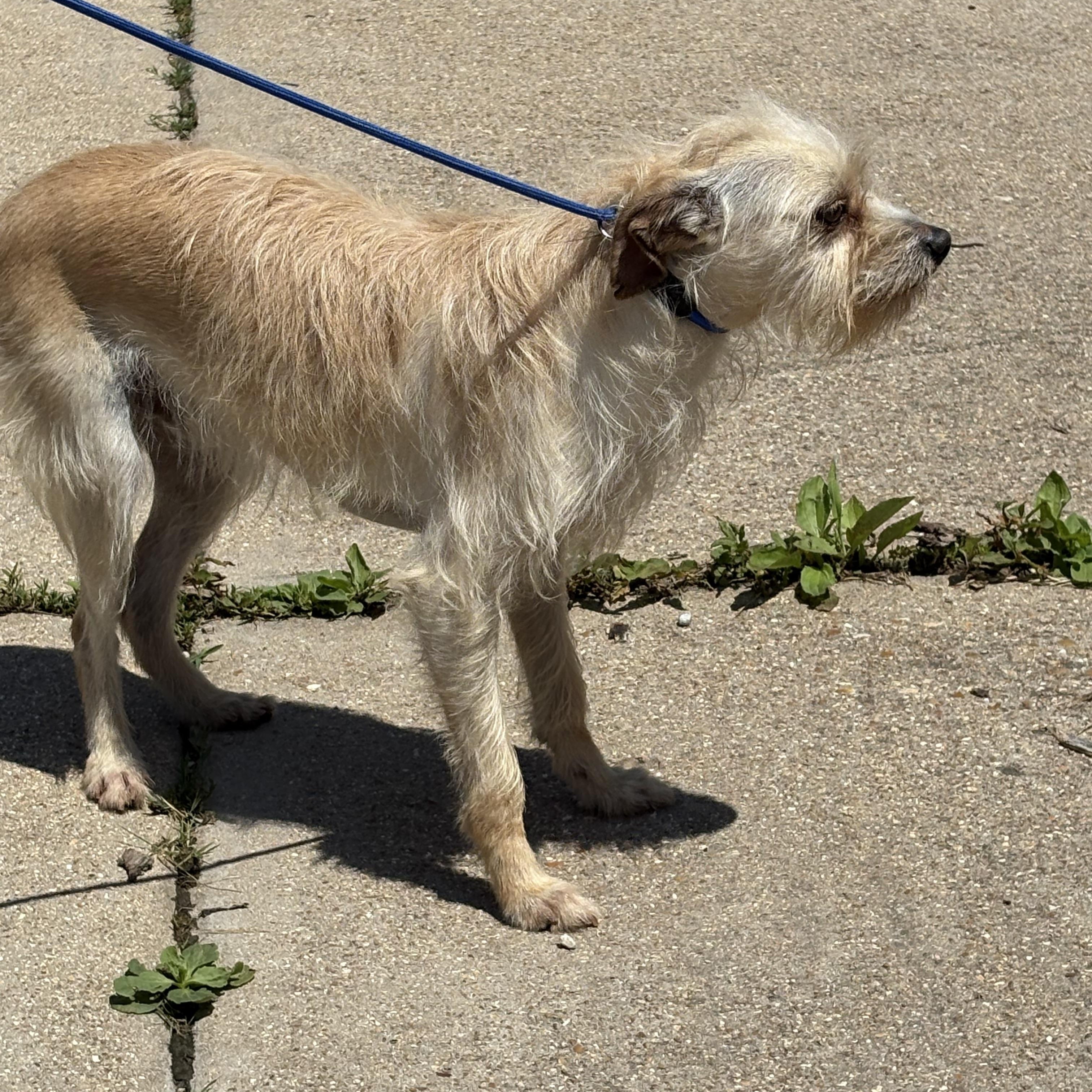 Johnny, a Adoptable Terrier in Lonedell, MO image 6/6