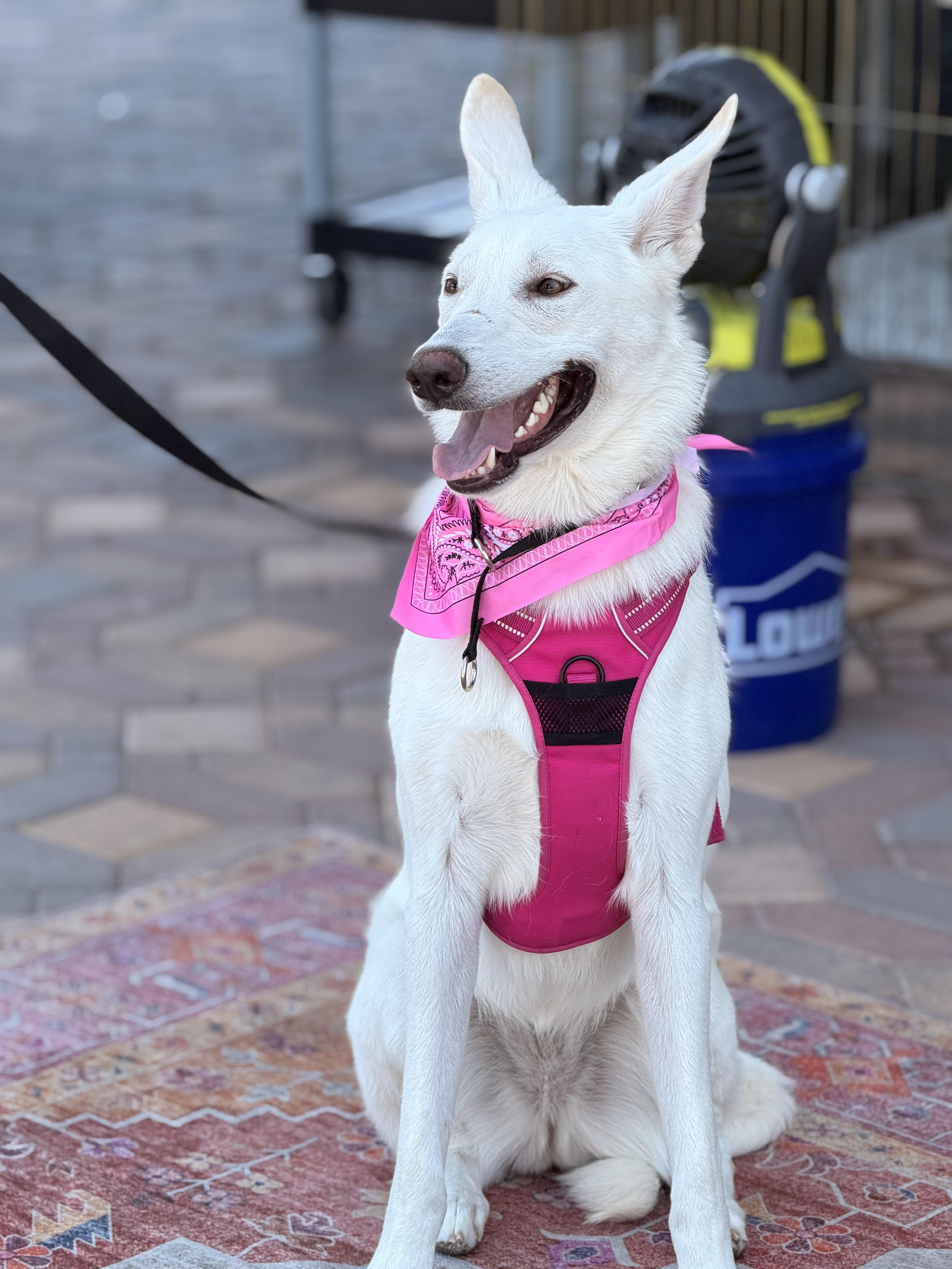 Elsa, ADOPTABLE, Young Female Shepherd.