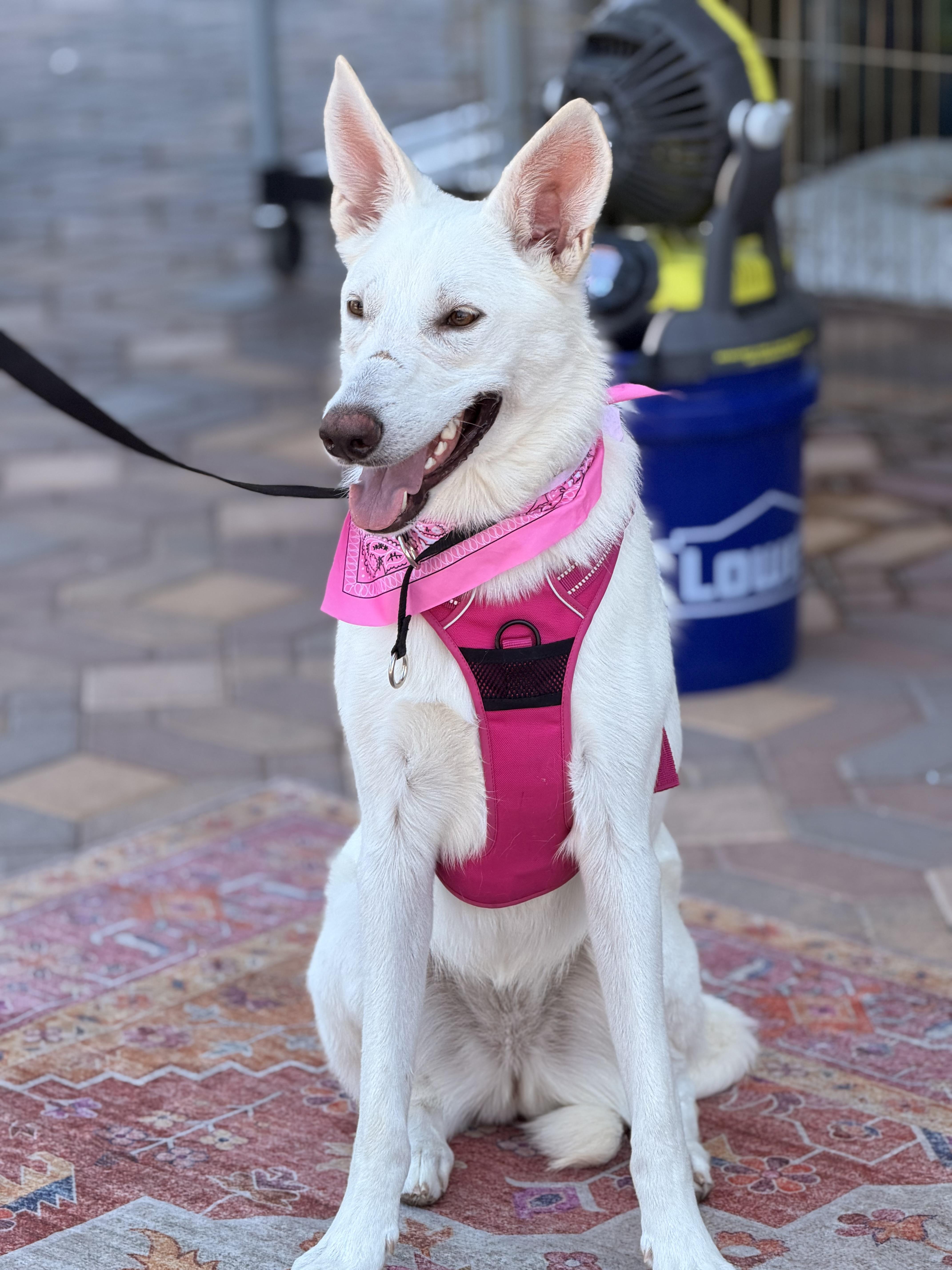 Enlarge Elsa, a ADOPTABLE Shepherd in Las Vegas, NV image 2/2