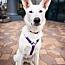 Enlarge Elsa, a ADOPTABLE Shepherd in Las Vegas, NV image 1/1