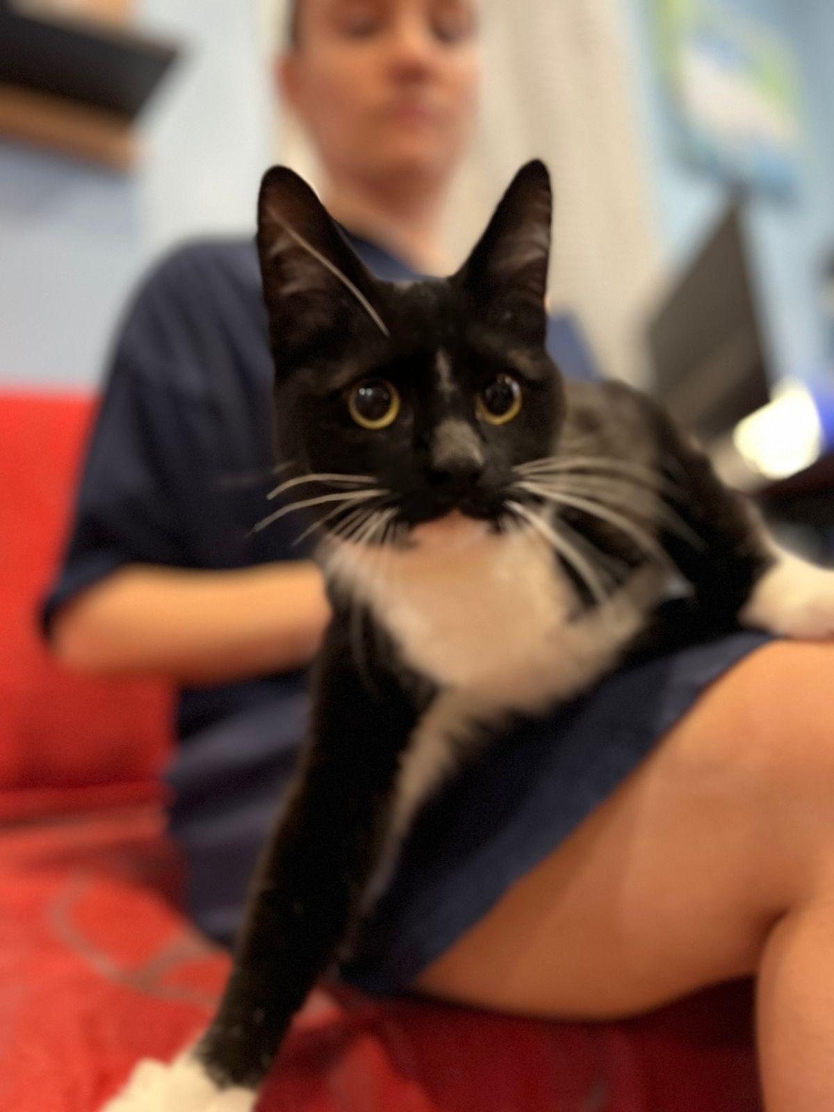 Mcintosh, a Adoptable Domestic Short Hair in Essex, CT image 5/5
