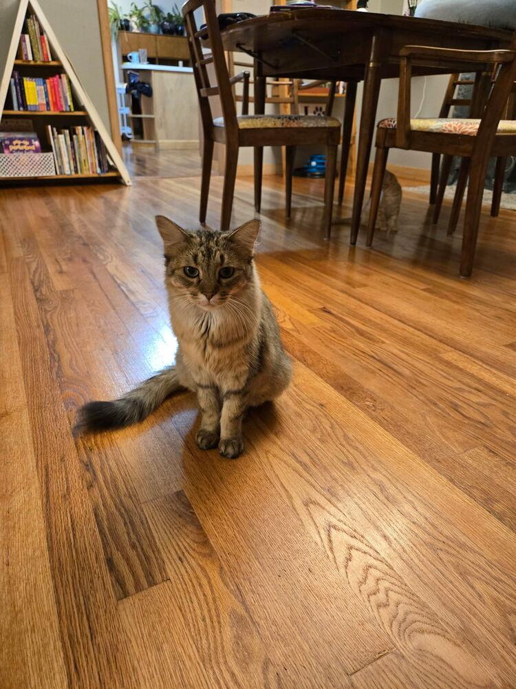 Cornelia, a Adoptable Domestic Medium Hair in McPherson, KS image 1/4