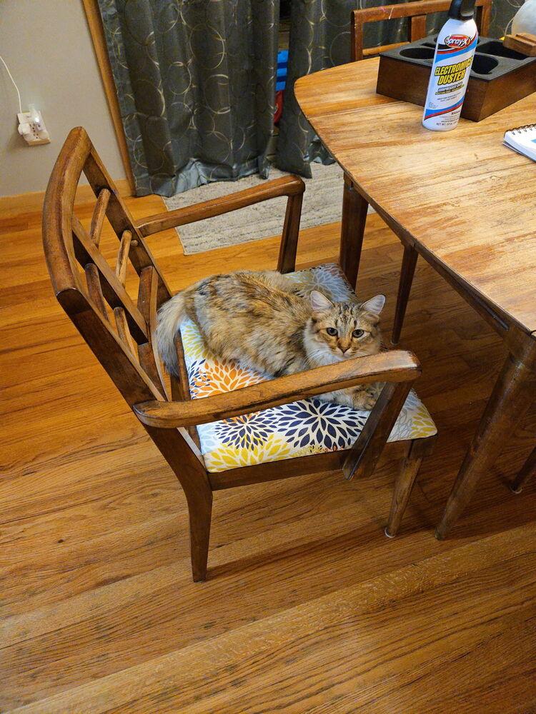 Cornelia, a Adoptable Domestic Medium Hair in McPherson, KS image 2/4