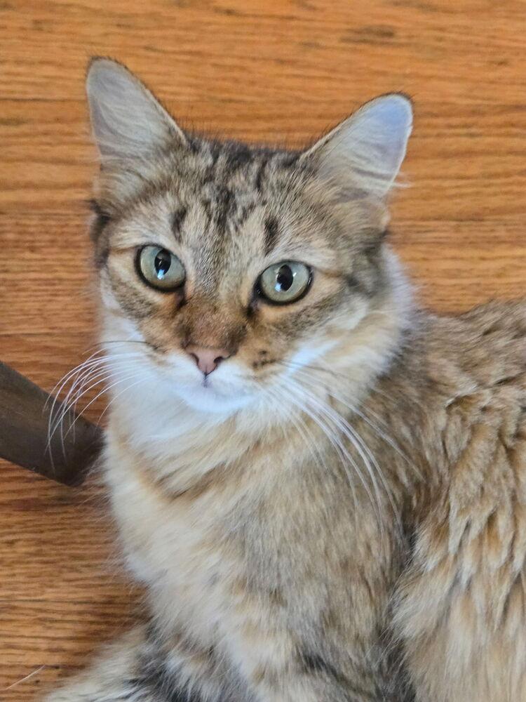 Cornelia, Adoptable, Young Female Domestic Medium Hair.