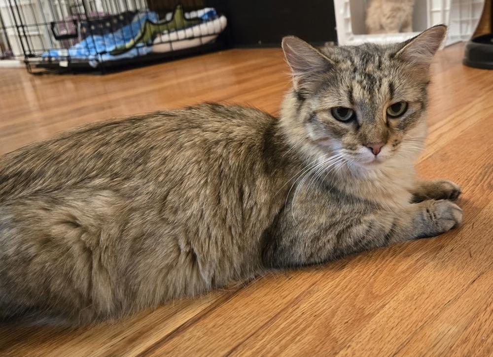 Cornelia, a Adoptable Domestic Medium Hair in McPherson, KS image 4/4
