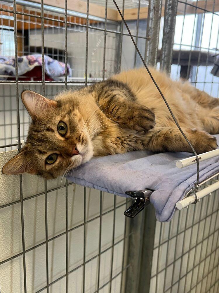 Enlarge Cornelia, a Adoptable Domestic Medium Hair in McPherson, KS image 5/6