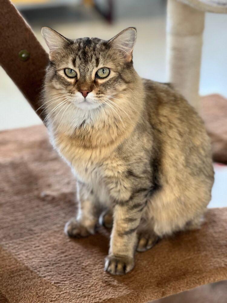 Enlarge Cornelia, a Adoptable Domestic Medium Hair in McPherson, KS image 6/6