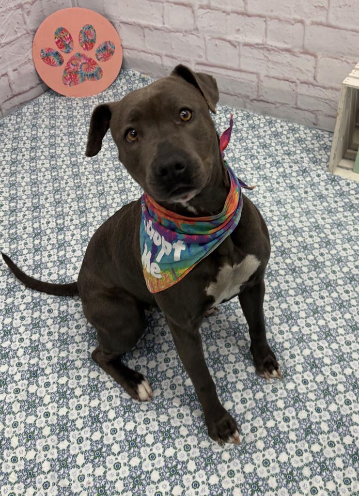 Zoomie Biscuit, Adoptable, Young Female Mixed Breed.