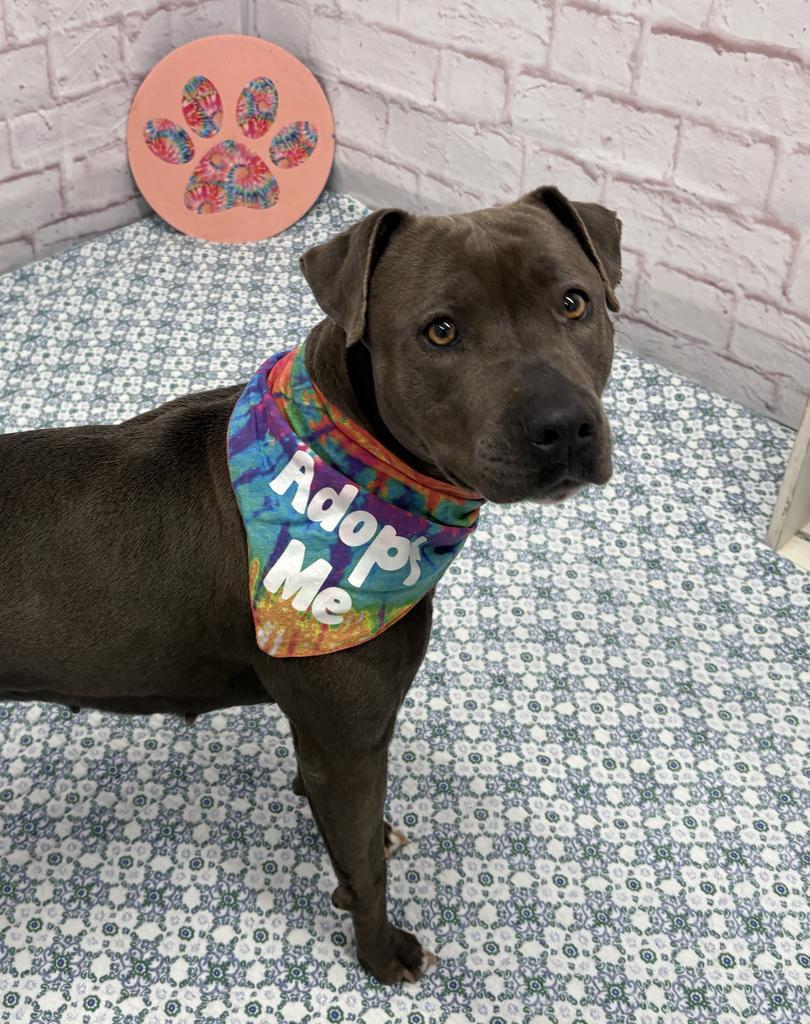Zoomie Biscuit, a Adoptable mixed breed in Detroit, MI image 2/6