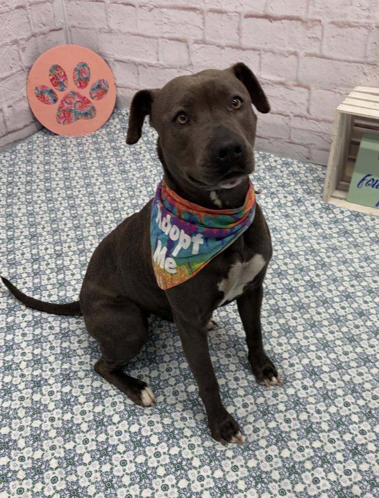 Zoomie Biscuit, a Adoptable mixed breed in Detroit, MI image 3/6