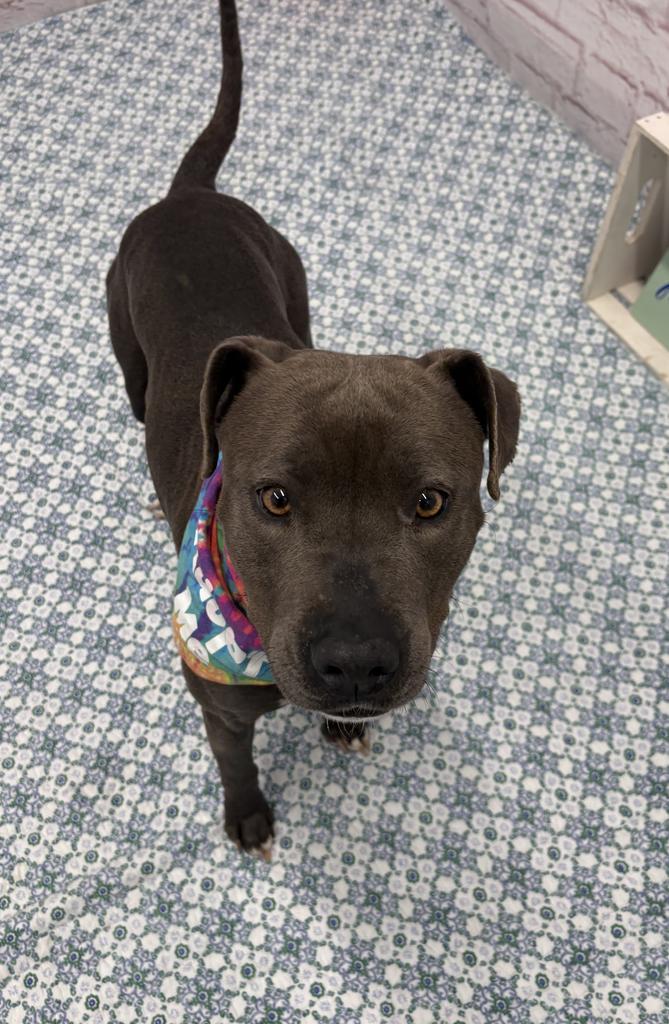 Zoomie Biscuit, a Adoptable mixed breed in Detroit, MI image 4/6