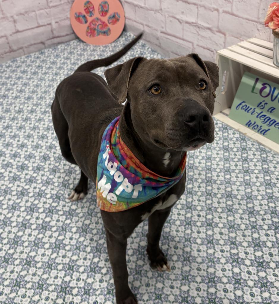 Zoomie Biscuit, a Adoptable mixed breed in Detroit, MI image 5/6