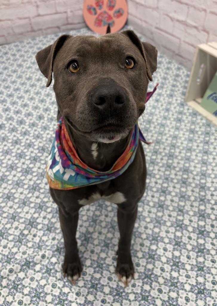 Zoomie Biscuit, a Adoptable mixed breed in Detroit, MI image 6/6