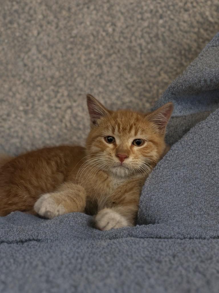 Enlarge Hawk, a Adopted Domestic Medium Hair in Red Oak, TX image 1/1