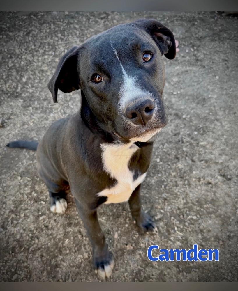 Enlarge Camden (Blue), a Adoptable mixed breed in Tulsa, OK image 2/4