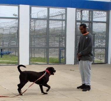 Enlarge Camden (Blue), a Adoptable mixed breed in Tulsa, OK image 4/4
