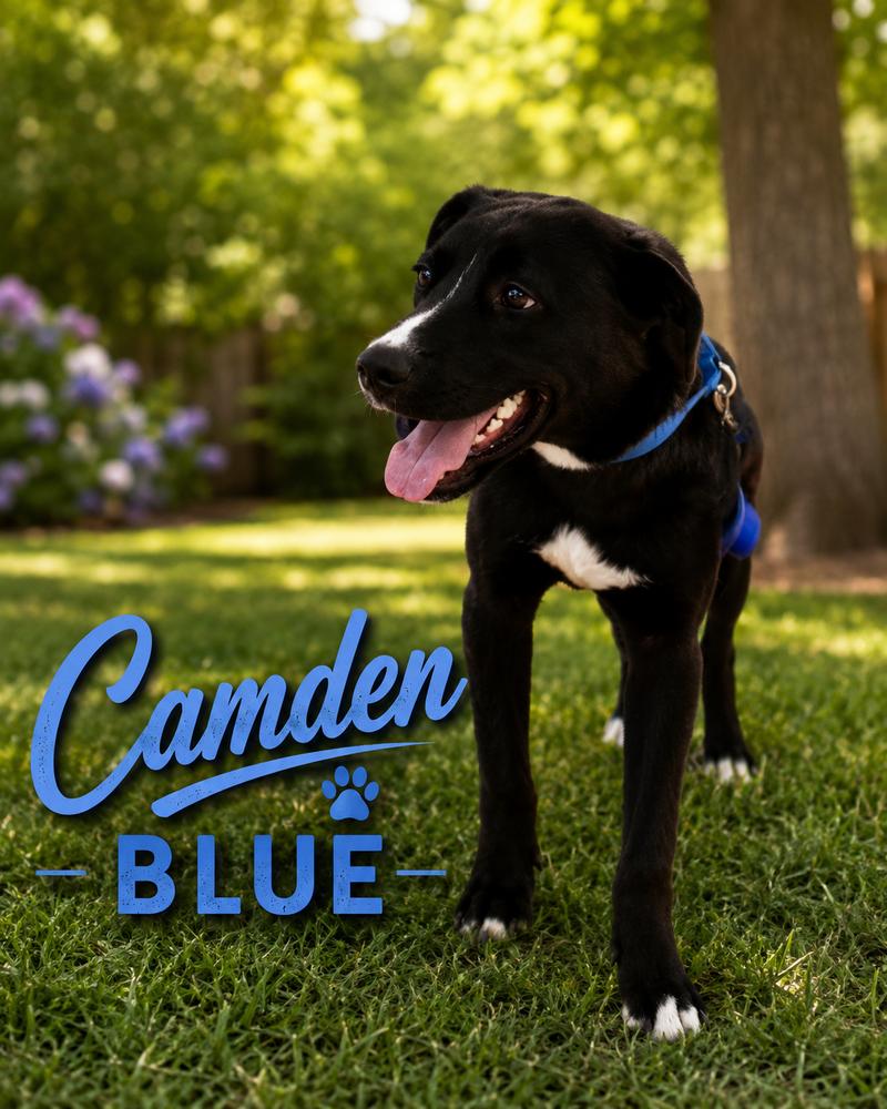 Enlarge Camden (Blue), a Adoptable mixed breed in Tulsa, OK image 1/4