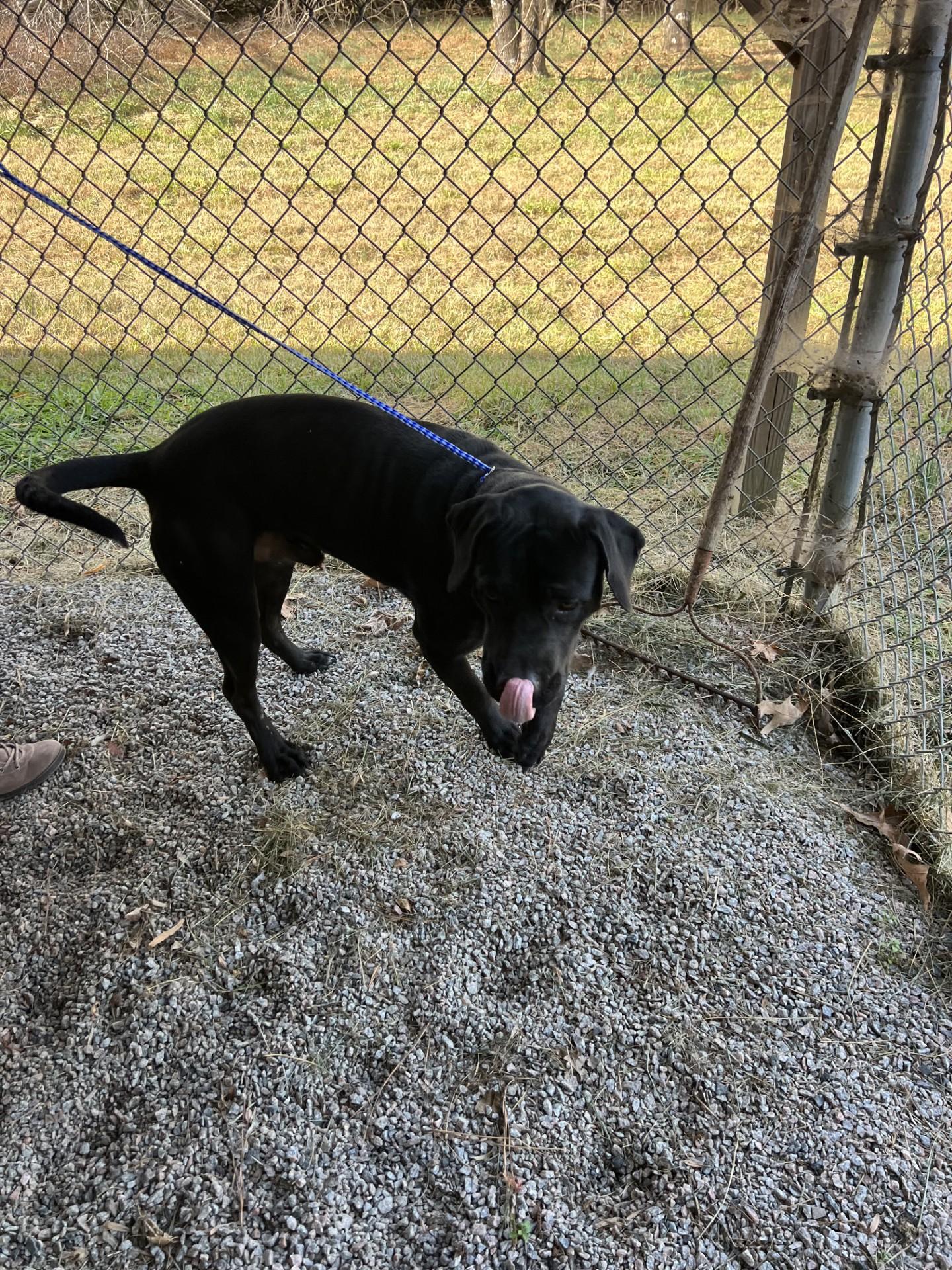 Tyrone111624 (RESCUED), Adoptable, Adult Male Black Labrador Retriever.