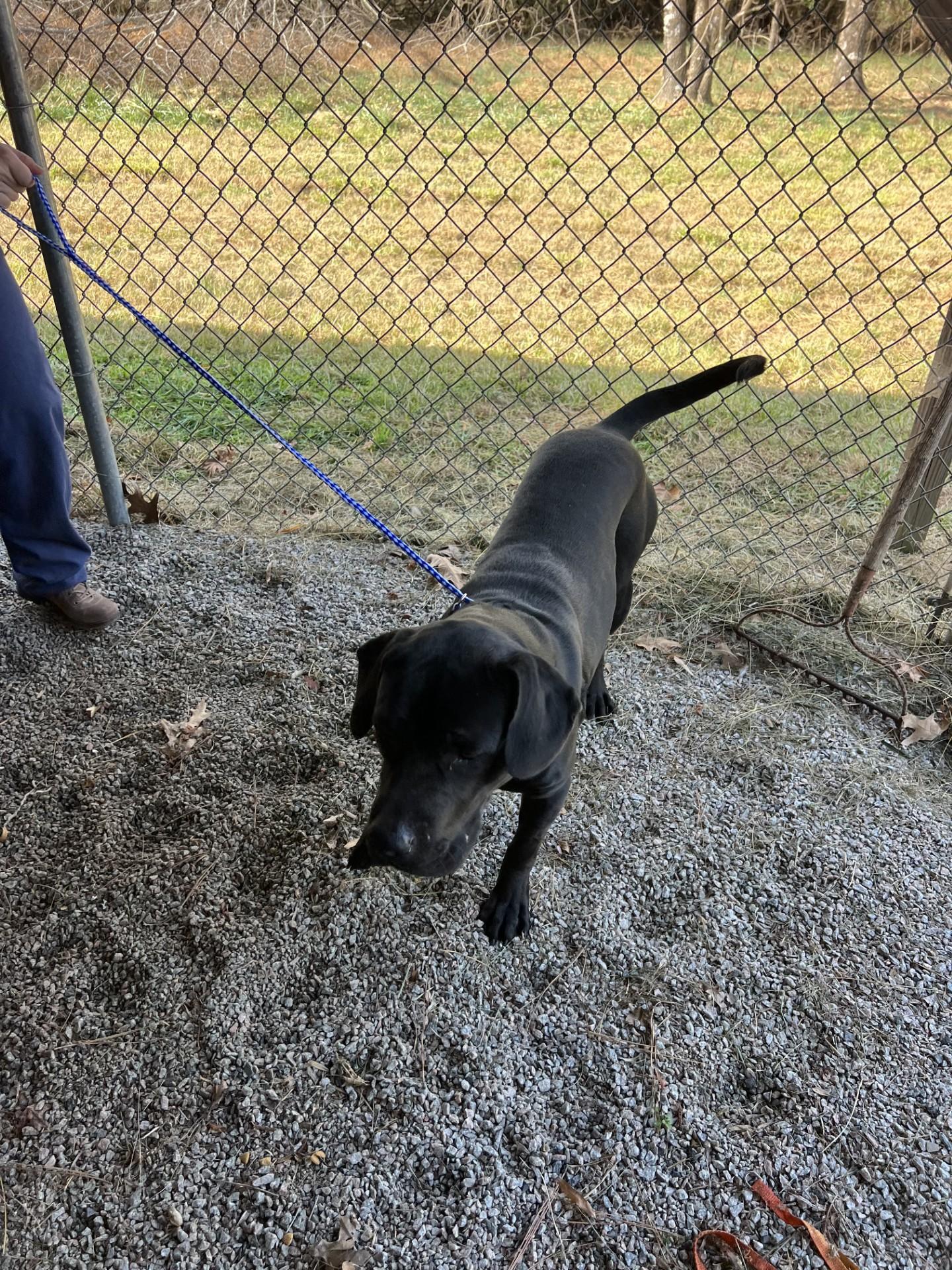 Tyrone111624 (RESCUED), a Adoptable mixed breed in Rocky Mount, NC image 2/3
